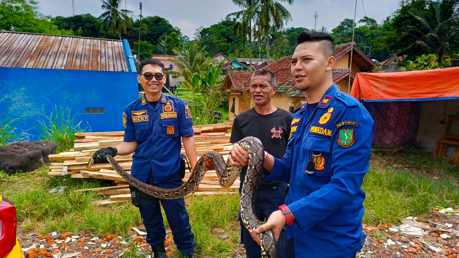 Pengamanan ular di area perumahan warga