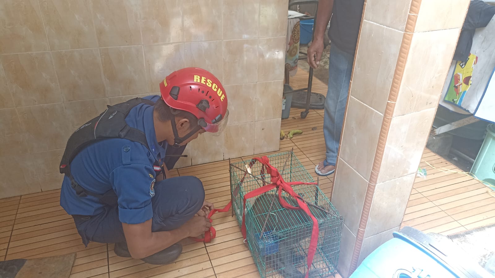 Penyelamatan hewan saat bencana